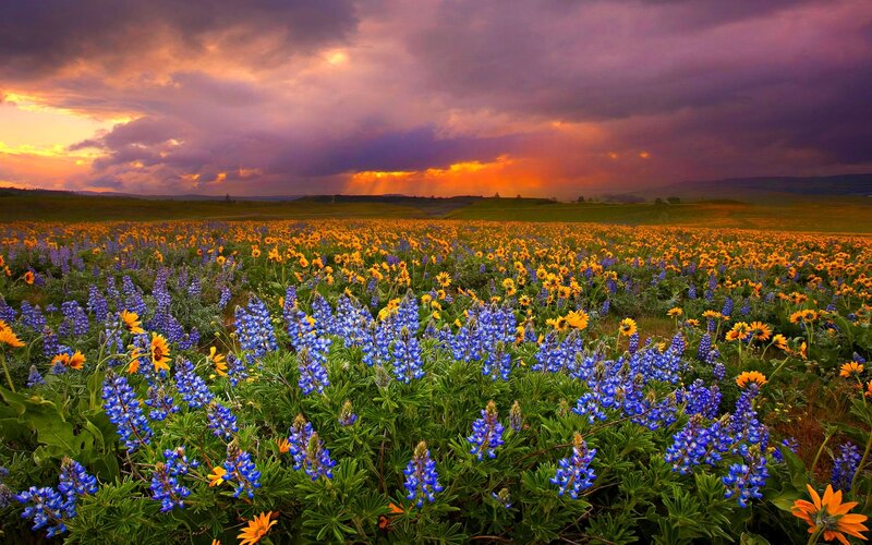 Blue and Yellow Flowers — Purple
