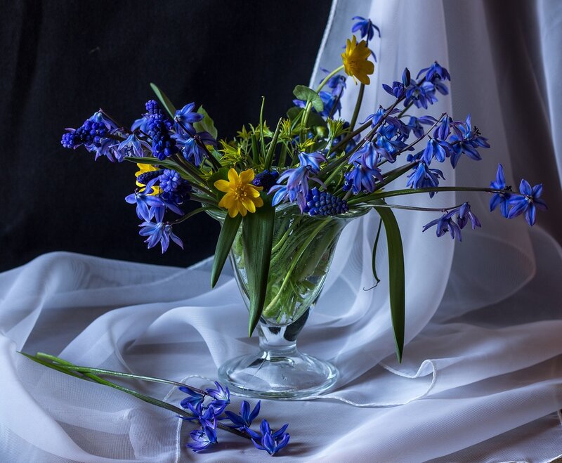 Blue and Yellow Flowers — Serene, Photograph