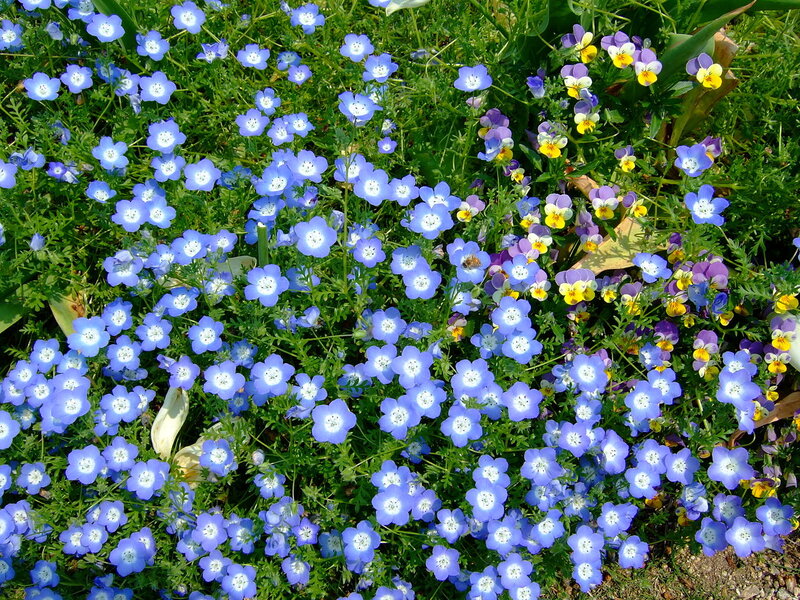 Blue and Yellow Flowers — Serene, Spring, Photograph