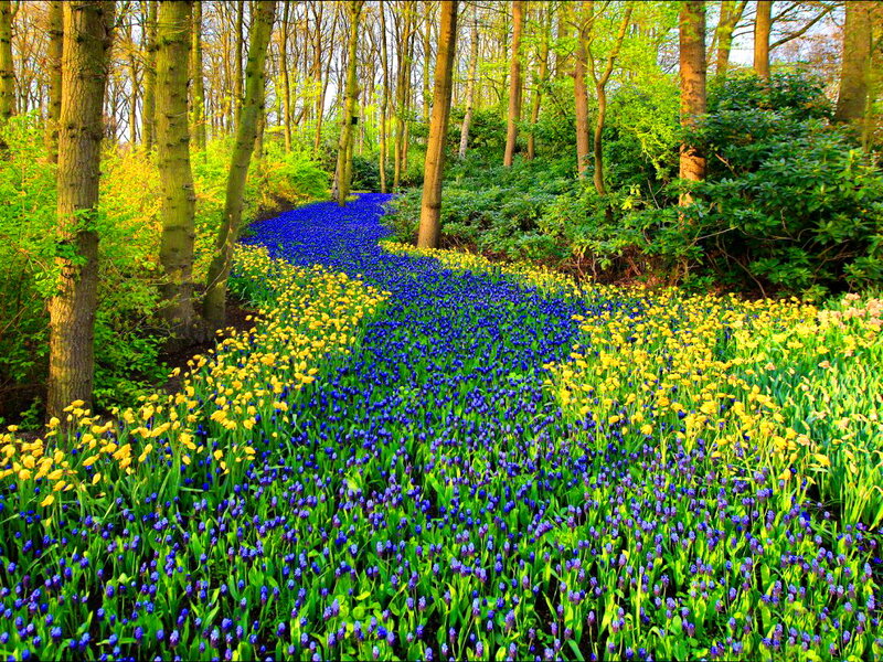 Blue and Yellow Flowers — Serene, Spring