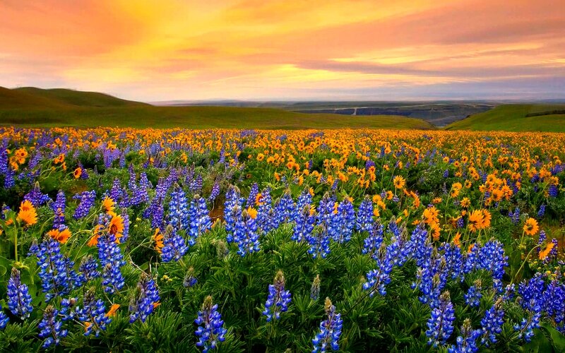 Blue and Yellow Flowers — Serene