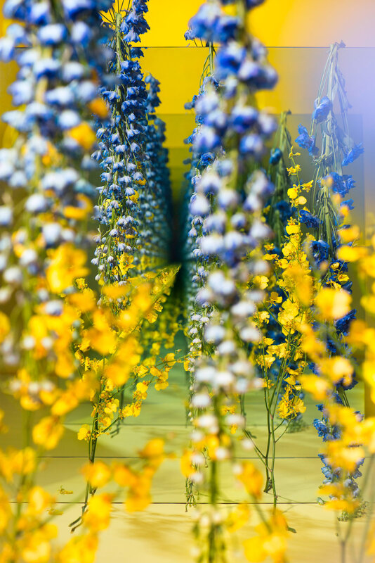 Blue and Yellow Flowers — Vibrant, Photograph