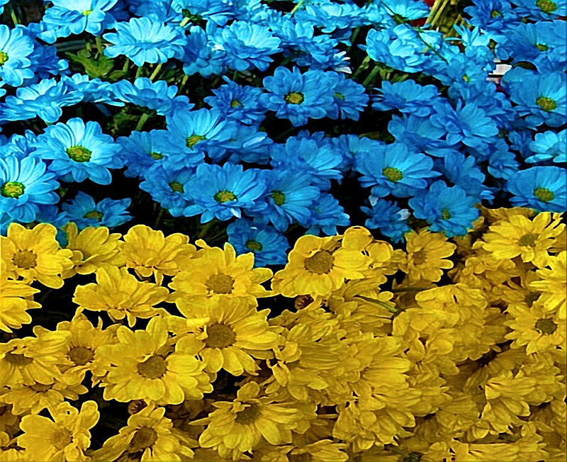 Blue and Yellow Flowers — Vibrant
