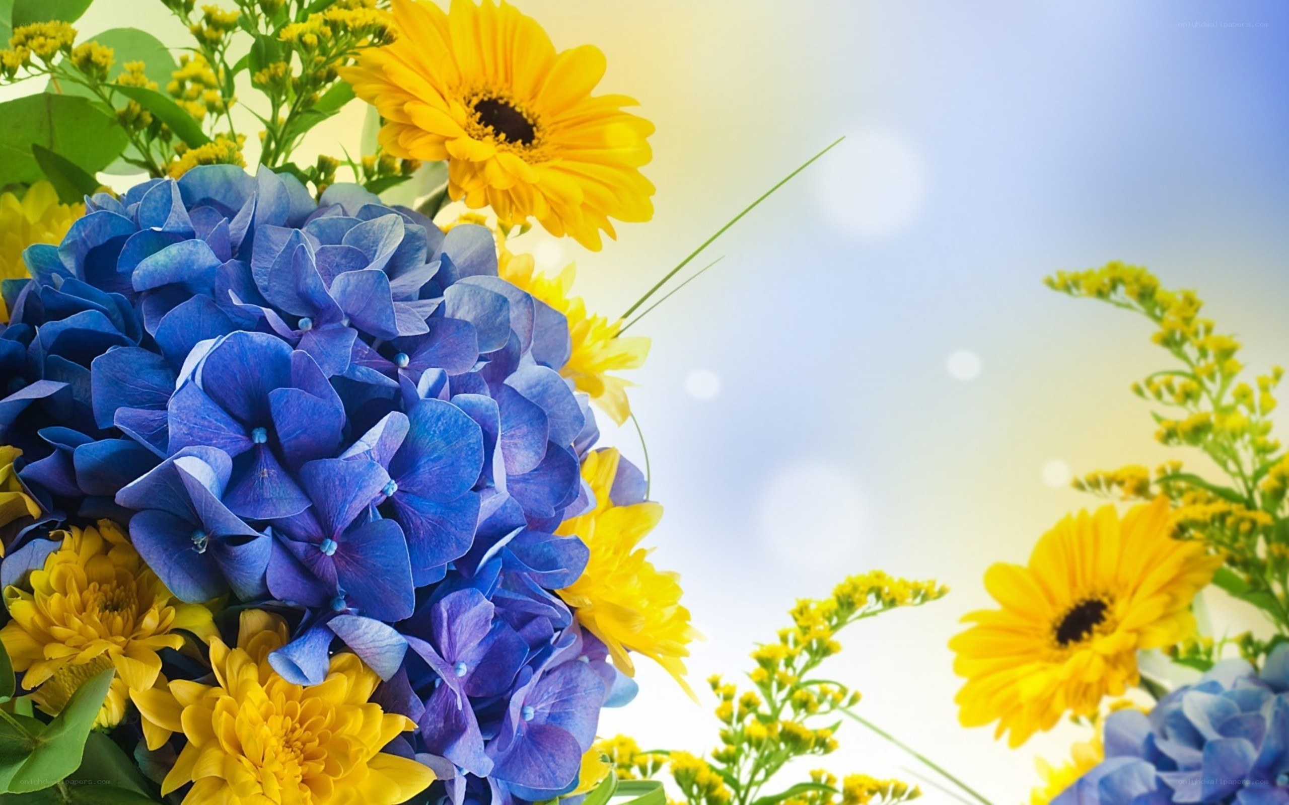 blue and yellow flowers