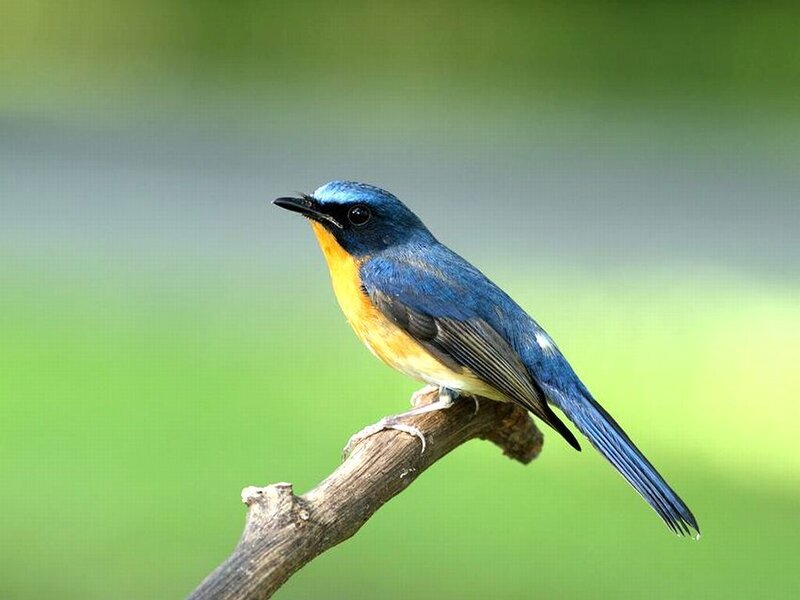 Blue-and-yellow Flycatcher — Blue