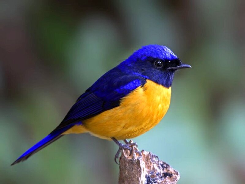 Blue-and-yellow Flycatcher