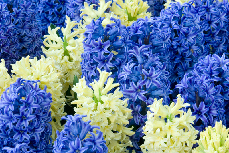 Blue and Yellow Hyacinths