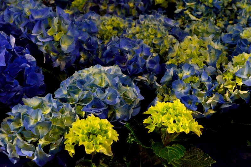 Blue and Yellow Hydrangeas