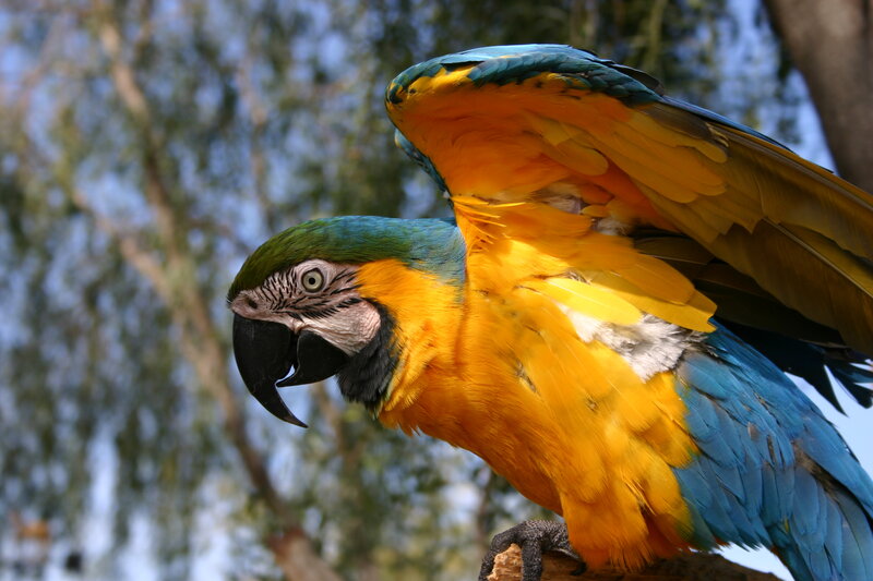 Blue-and-yellow Macaw — Blue, Alert