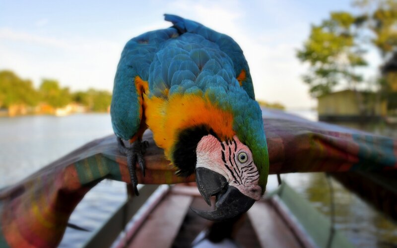 Blue-and-yellow Macaw — Blue, Calm, Afternoon, Photograph, Bird, Boat