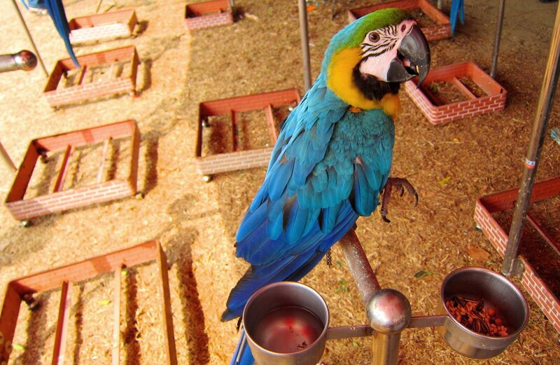 Blue-and-yellow Macaw — Blue, Calm, Afternoon, Photograph, Bird, Perch