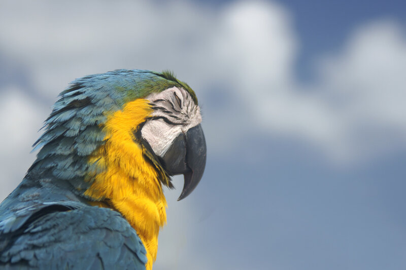 Blue-and-yellow Macaw — Blue, Calm, Afternoon, Photograph, Bird, Sky