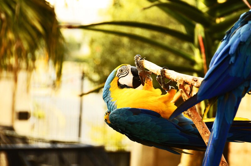 Blue-and-yellow Macaw — Blue, Calm, Afternoon, Photograph, Bird