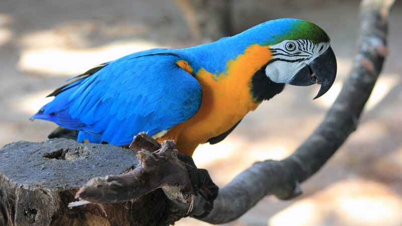 Blue-and-yellow Macaw — Blue, Calm, Afternoon, Photograph, Bird, Tree Branch