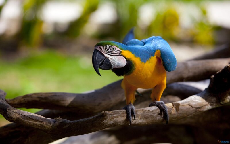 Blue-and-yellow Macaw — Blue, Calm, Afternoon, Photograph, Branch
