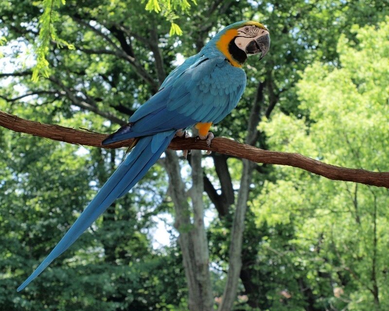 Blue-and-yellow Macaw — Blue, Calm, Afternoon, Photograph, Tree, Branch
