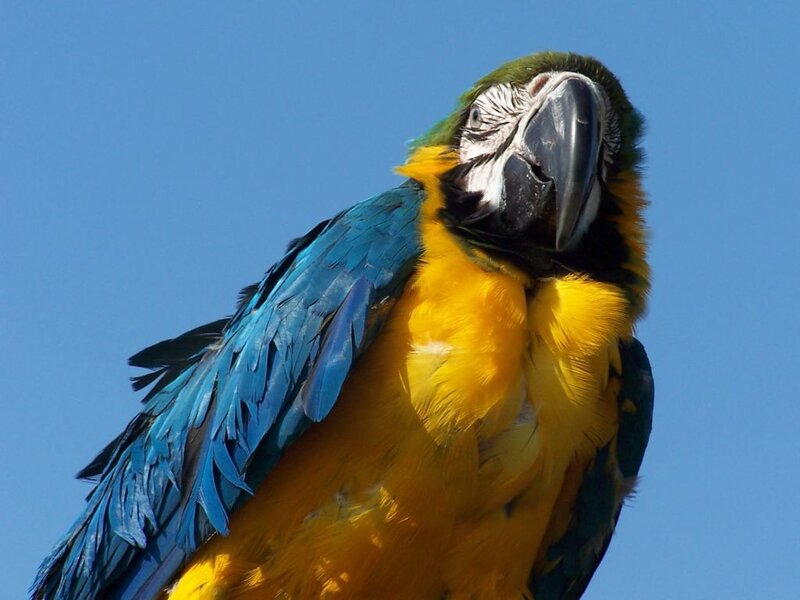 Blue-and-yellow Macaw — Blue, Calm, Afternoon