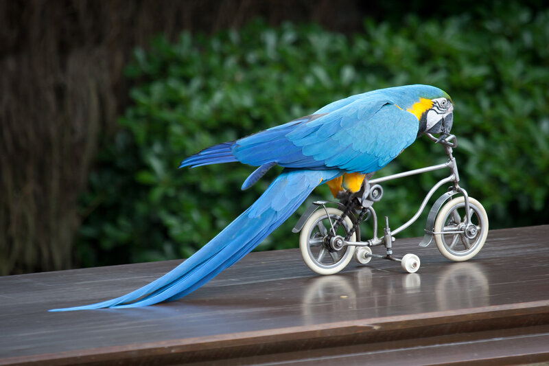 Blue-and-yellow Macaw — Blue, Calm, Photograph, Bicycle