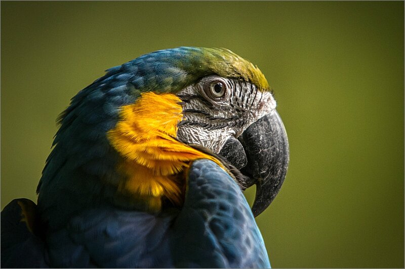 Blue-and-yellow Macaw — Blue, Calm, Photograph, Bird, Beak, Eye