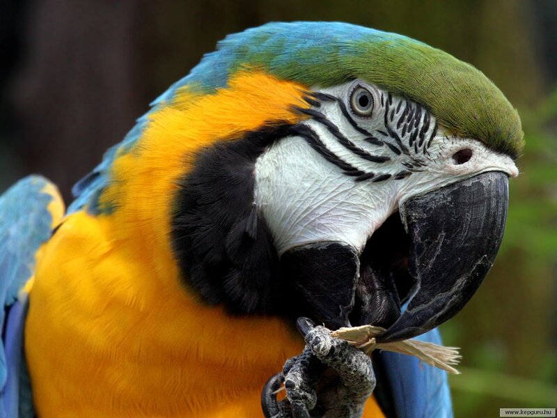 Blue-and-yellow Macaw — Blue, Calm, Photograph, Bird, Beak, Feathers