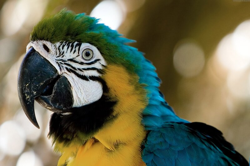 Blue-and-yellow Macaw — Blue, Calm, Photograph, Bird, Beak, Feathers, Yellow