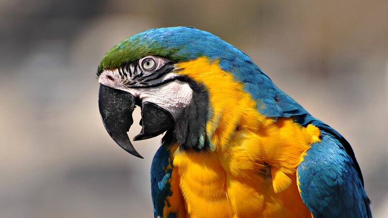 Blue-and-yellow Macaw — Blue, Calm, Photograph, Bird, Beak, Yellow