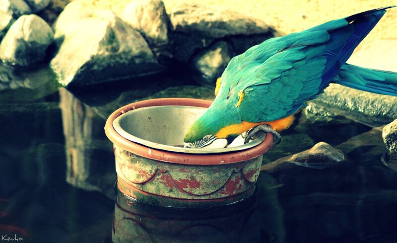 Blue-and-yellow Macaw — Blue, Calm, Photograph, Bird, Bowl, Rocks