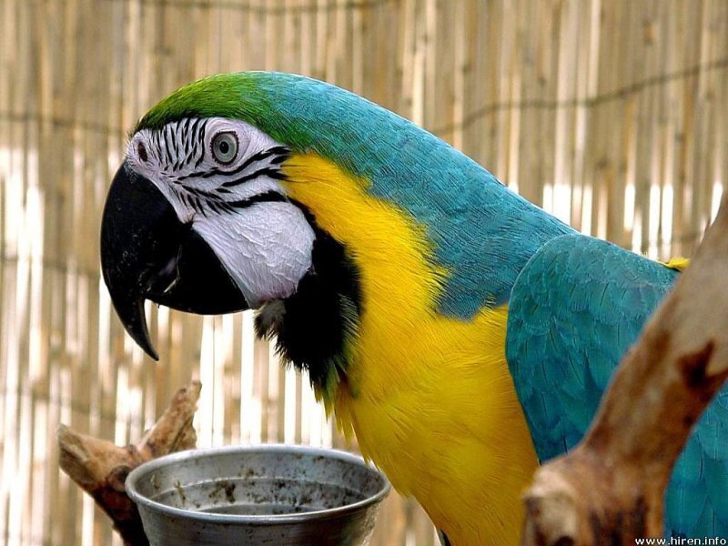 Blue-and-yellow Macaw — Blue, Calm, Photograph, Bird, Bowl