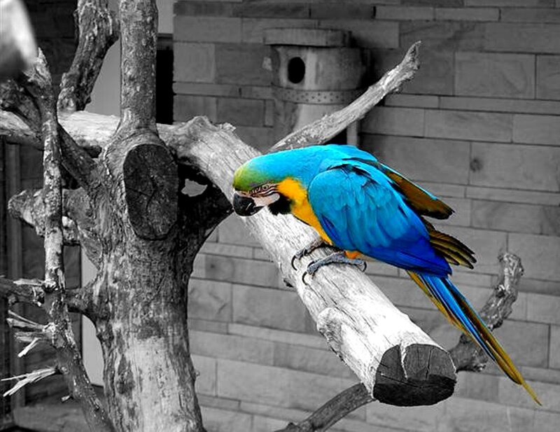 Blue-and-yellow Macaw — Blue, Calm, Photograph, Bird, Branch, Wall