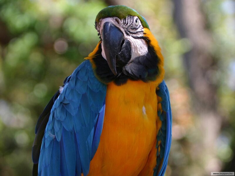 Blue-and-yellow Macaw — Blue, Calm, Photograph, Bird, Green Background
