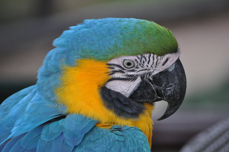 Blue-and-yellow Macaw — Blue, Calm, Photograph, Bird