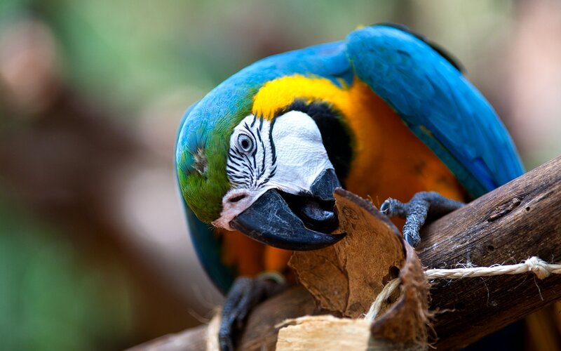 Blue-and-yellow Macaw — Blue, Calm, Photograph, Branch, Coconut Shell, Rope