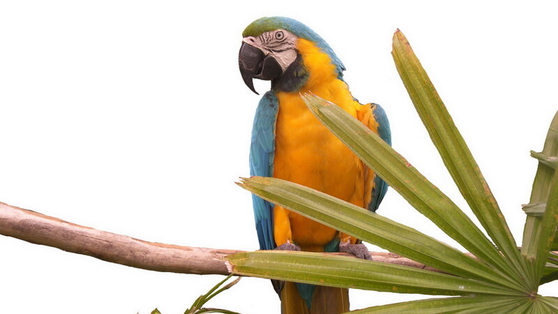 Blue-and-yellow Macaw — Blue, Calm, Photograph, Branch, Palm Leaf, Yellow