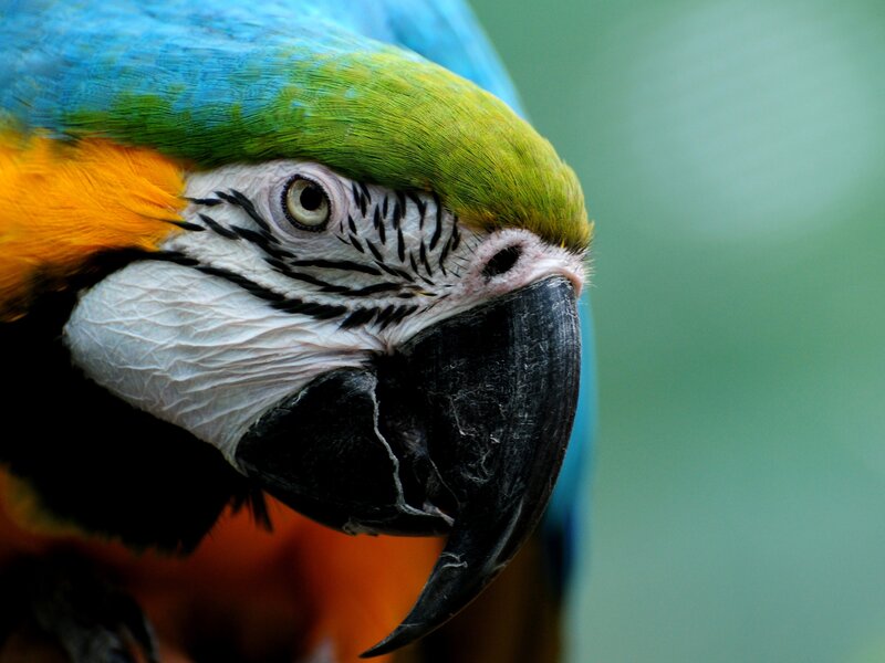 Blue-and-yellow Macaw — Blue, Calm, Photograph, Eye