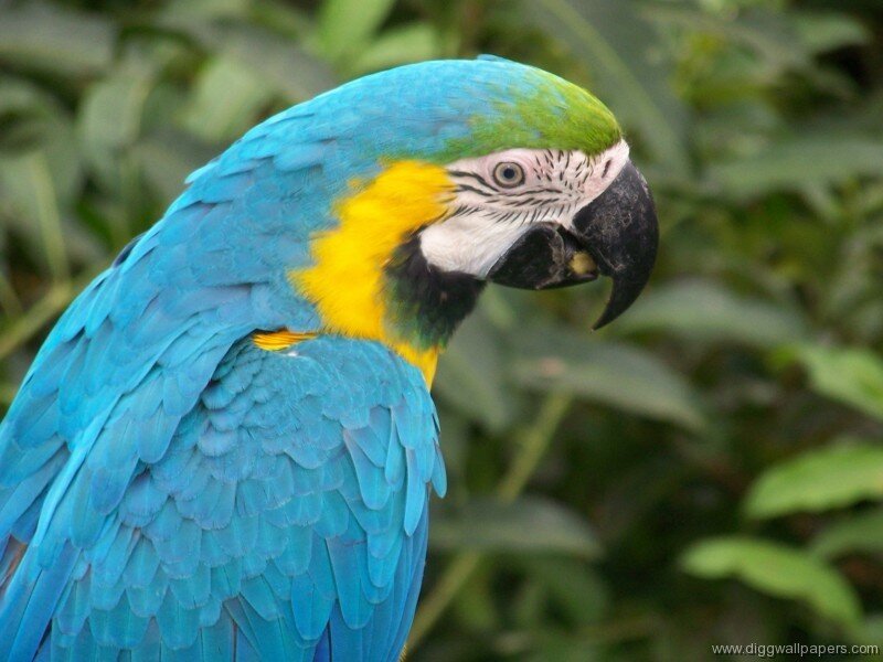 Blue-and-yellow Macaw — Blue, Calm, Photograph, Green Leaves