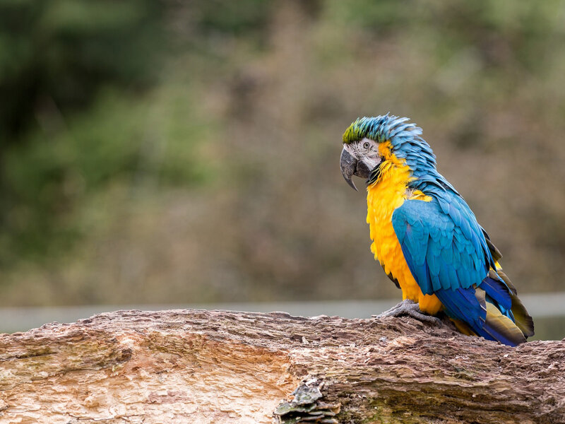 Blue-and-yellow Macaw — Blue, Calm, Photograph, Log