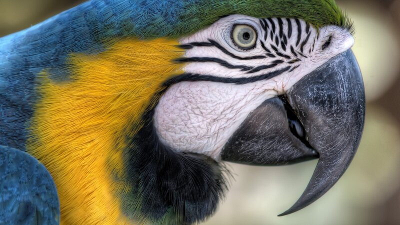Blue-and-yellow Macaw — Blue, Close-up