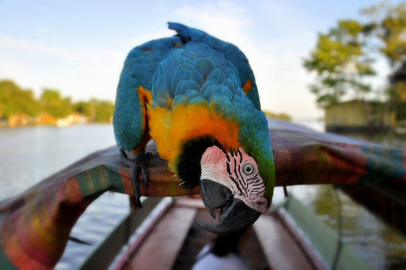 Blue-and-yellow Macaw — Blue, Curious