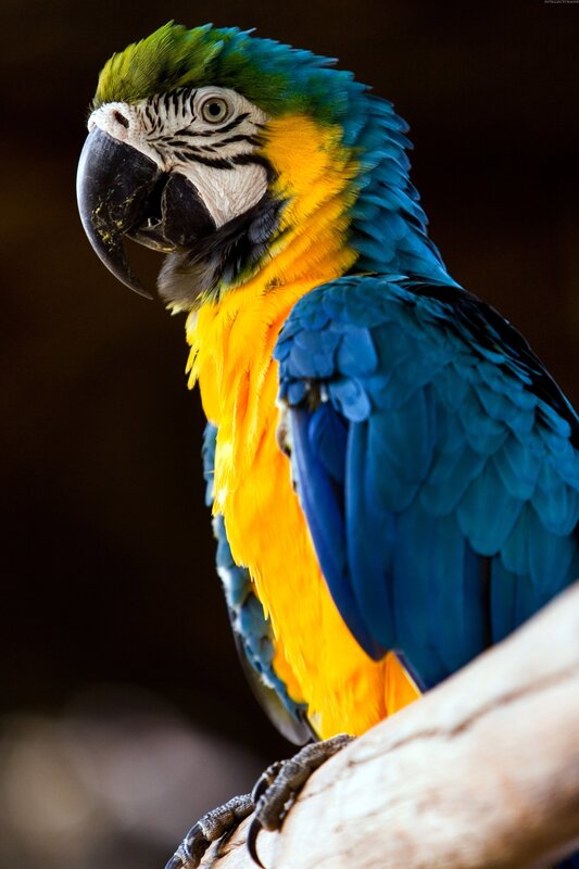 Blue-and-yellow Macaw — Blue, Dramatic, Photograph, Bird, Branch