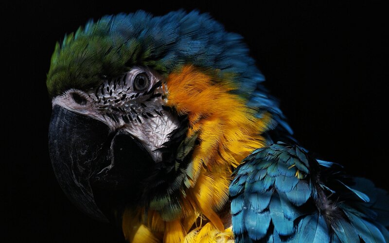 Blue-and-yellow Macaw — Blue, Dramatic, Photograph, Black Beak