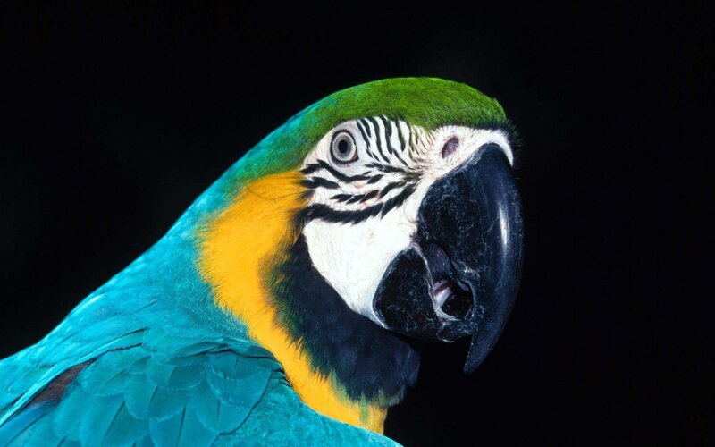 Blue-and-yellow Macaw — Blue, Dramatic, Photograph, Black Beak, White Face