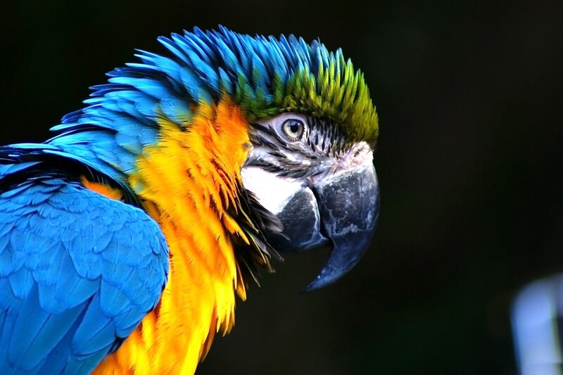 Blue-and-yellow Macaw — Blue, Dramatic, Photograph