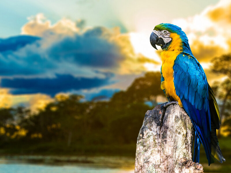 Blue-and-yellow Macaw — Blue, Dramatic, Sunset, Photograph