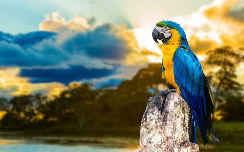 Blue-and-yellow Macaw — Blue, Dramatic, Sunset