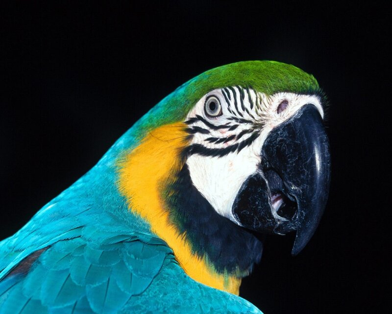 Blue-and-yellow Macaw — Blue, Dramatic
