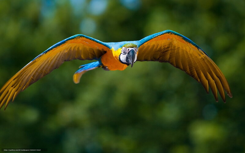 Blue-and-yellow Macaw — Blue, Dynamic, Photograph