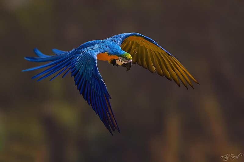Blue-and-yellow Macaw — Blue, Dynamic