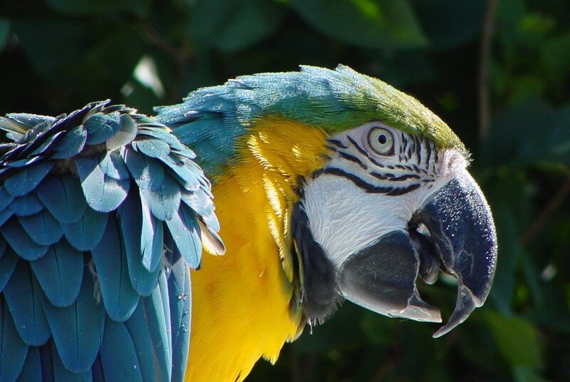 Blue-and-yellow Macaw — Blue, Natural, Afternoon, Photograph, Bird, Feathers