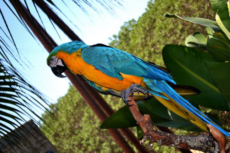 Blue-and-yellow Macaw — Blue, Natural, Afternoon, Photograph, Branch