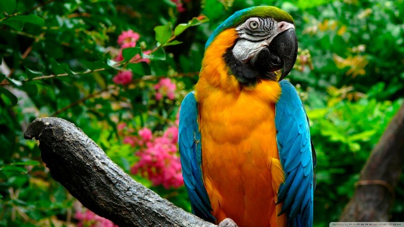Blue-and-yellow Macaw — Blue, Natural, Afternoon, Photograph, Tree Branch, Flowers, Green Leaves